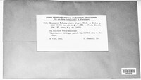 Uromyces behenis image